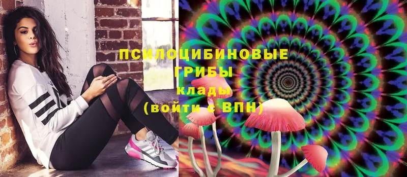 Псилоцибиновые грибы Psilocybine cubensis  Анжеро-Судженск 